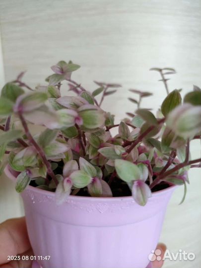 Каллизия розовая и Крибо