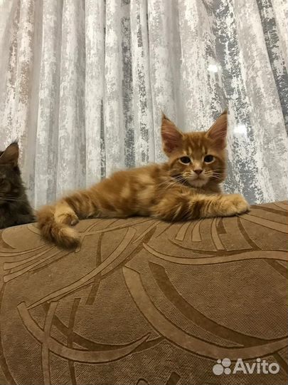 Мейн-кун котенок