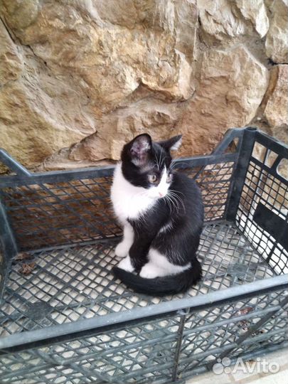Котенок в добрые руки