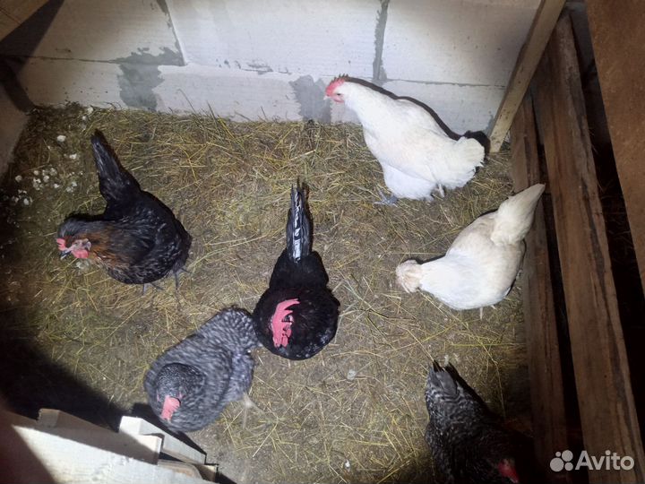 Птенцы, куры молодки