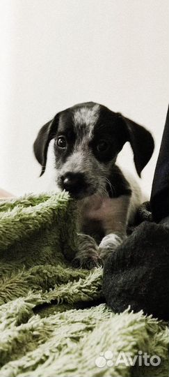Щенки в добрые руки маленькой породы