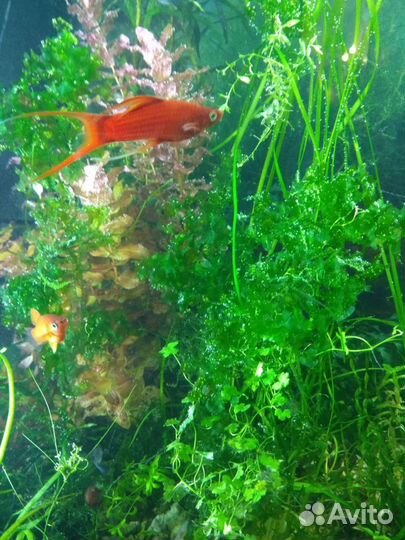 Голубая трава(пара1самкв1самец)