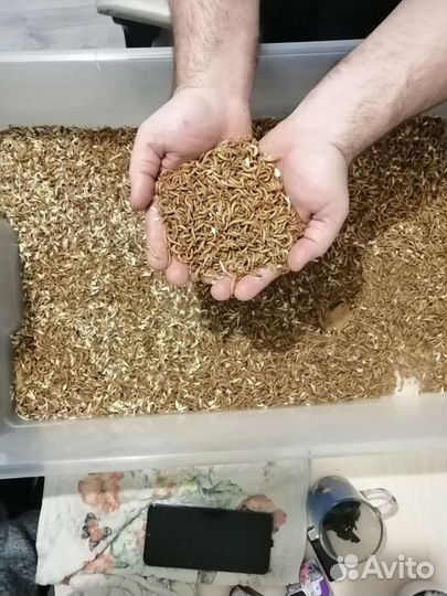 Кормовые насекомые