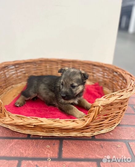 Щенок мальчик