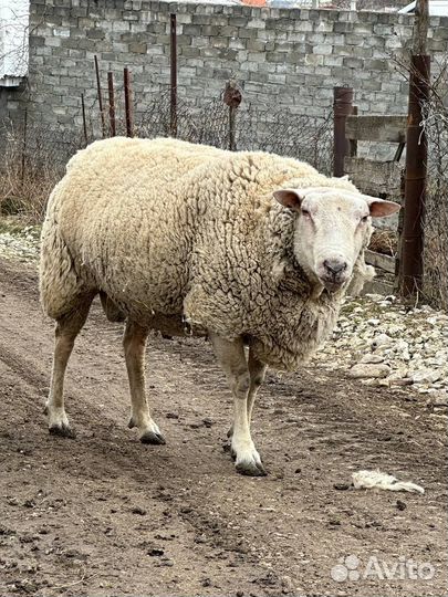 Баран Тексель