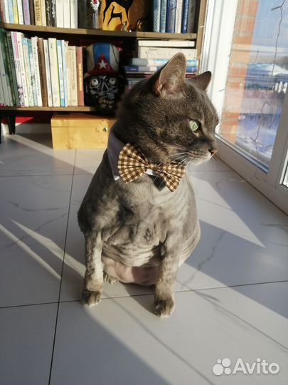 Ошейник для кота