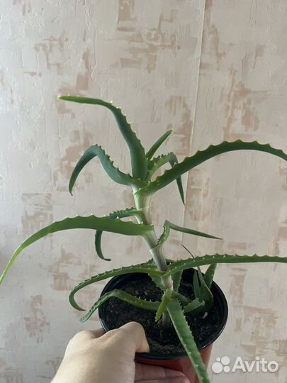 Алое, Столетник лечебный (взрослое растение)