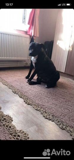 Собаки бесплатно в добрые руки в связи с переездом