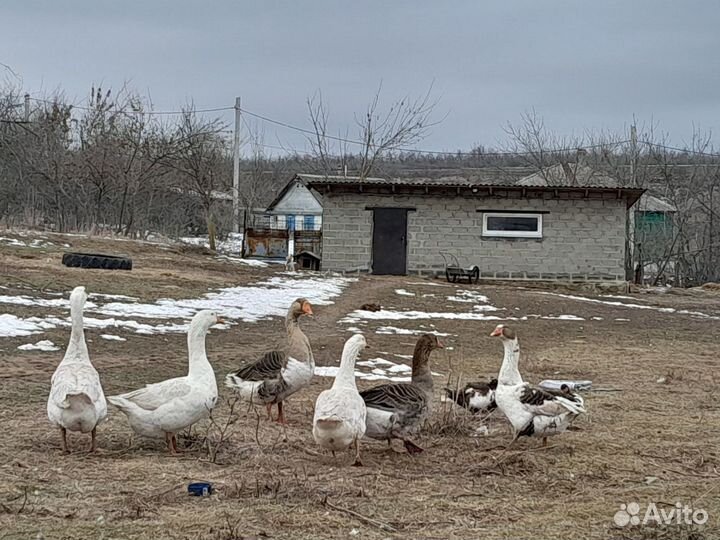 Гусиное инкубационое яйцо Линда и утиное тяжи