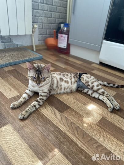 Бенгальский снежный кот на вязку