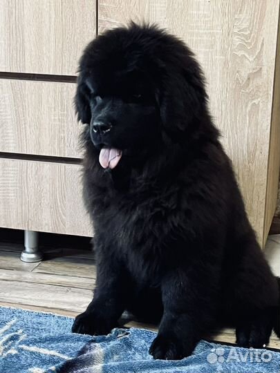 Ньюфаундленд