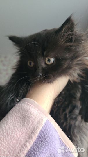 Котята мышеловы в добрые руки
