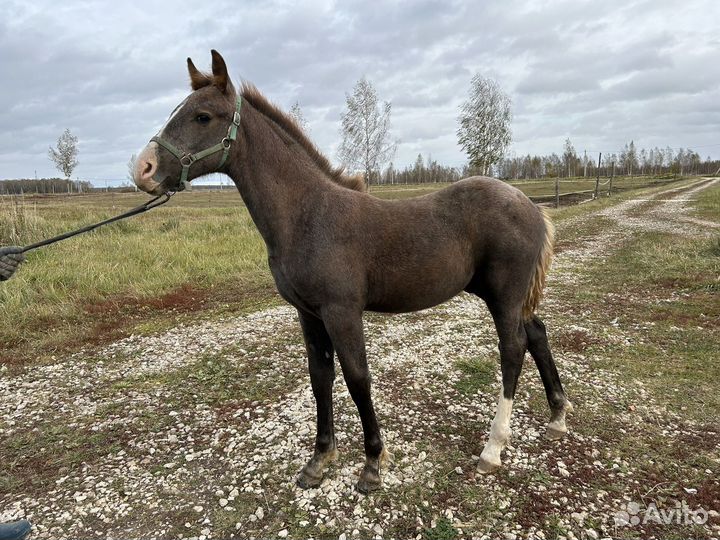 Серый жеребчик 2023