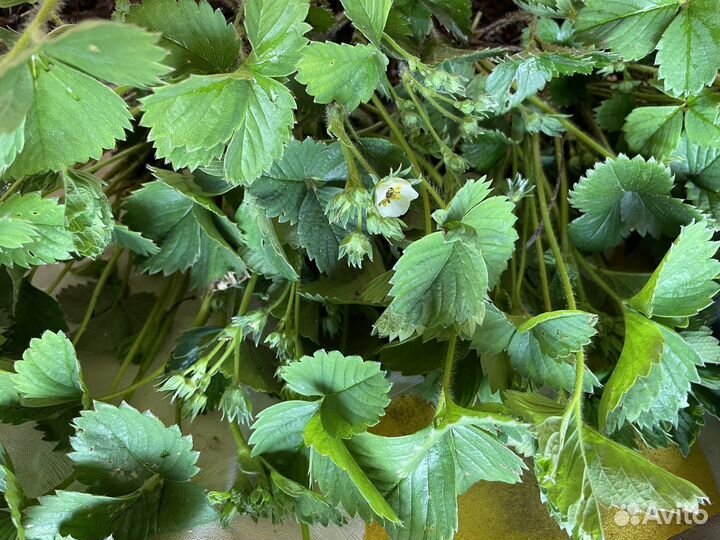 Рассада клубники ремонтантной