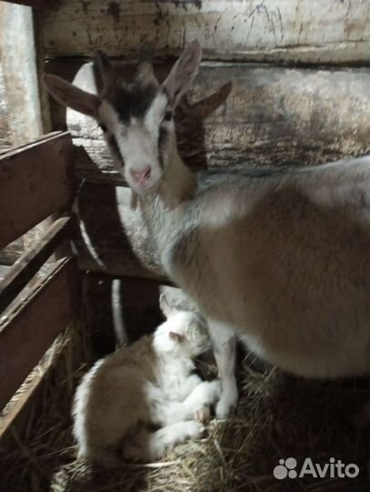 Коза дойная, козлята