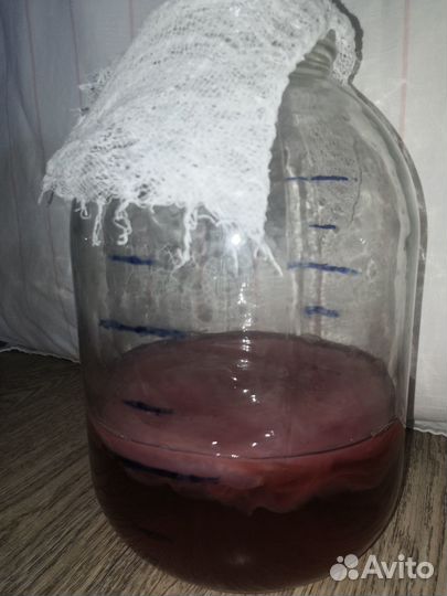 Чайный Гриб комбуча в банках