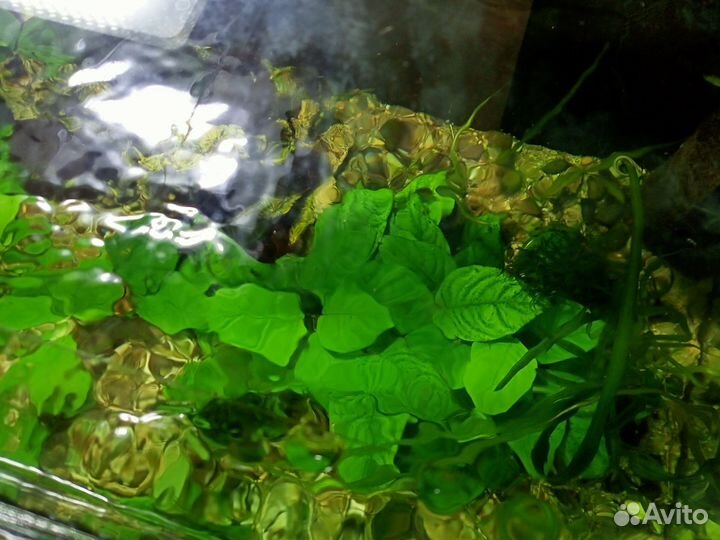 Готовый аквариум со всем содержимым 140л