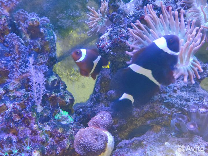 Клоуны Преманс