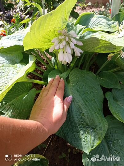 Саженцы хосты