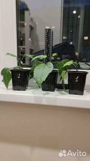 Китайская роза махровая, красная (Hibiscus)