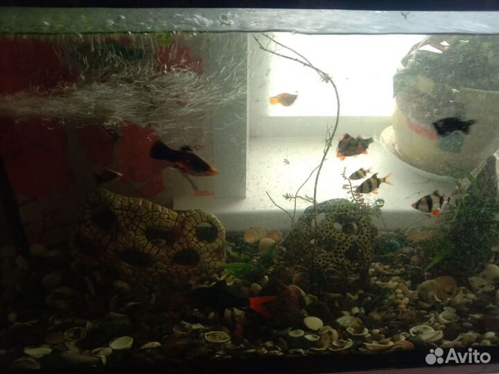Аквариум