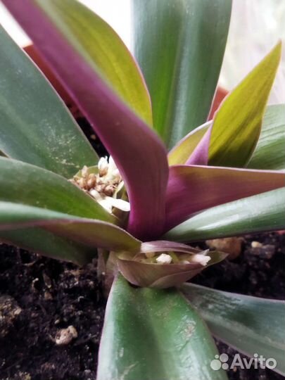 Традесканция рео. Комнатные цветы