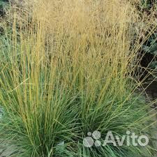 Луговик дернистый (Щучка)