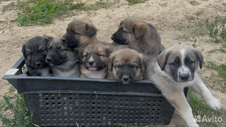 Щенки в добрые руки