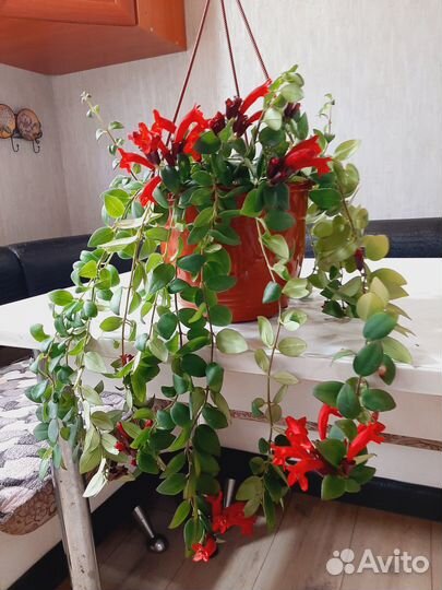 Эсхинантус