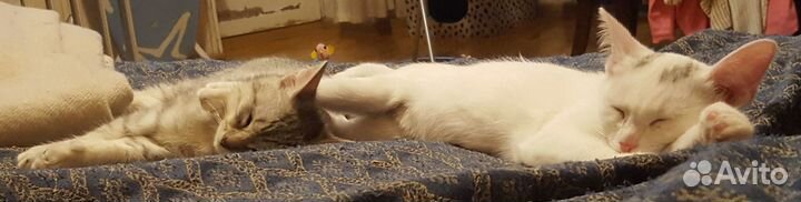 Молодые кошки в добрые руки