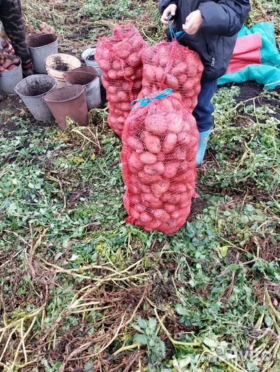 Продам картофель