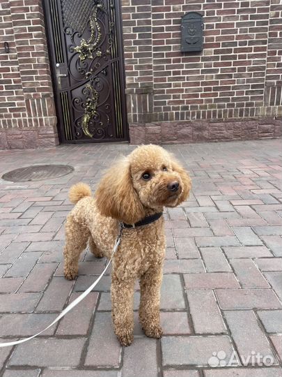 Вязка собак пудель