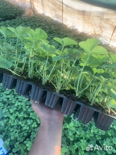 Рассада клубники