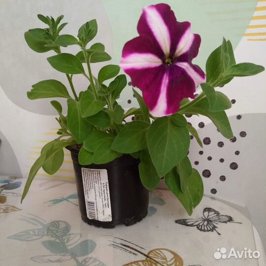 Продам петунии