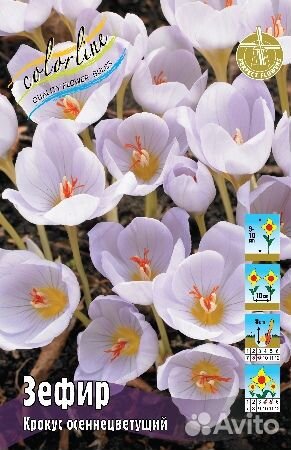 Крокусы осеннецветущие, кандыки на осень