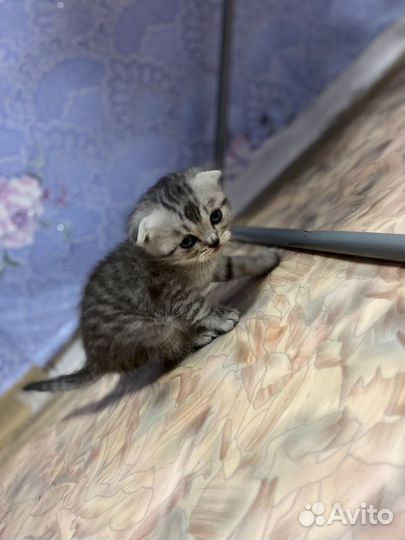Продаётся Шотландская кошечка