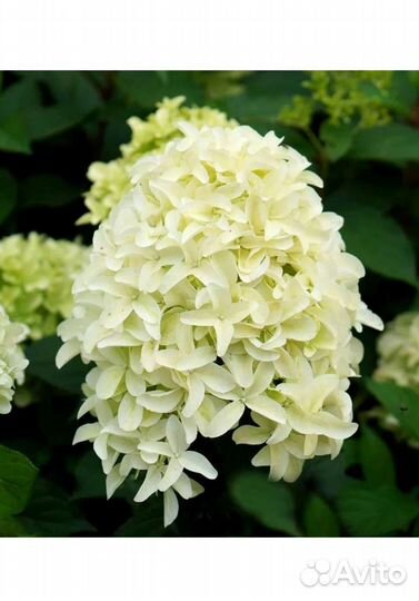 Гортензия Скайфол