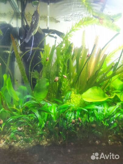 Рыбки и Растения для аквариума