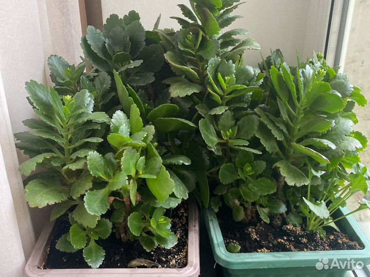 Каланхоэ Блоссфельда