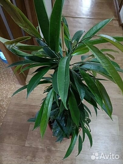 Фикус Амстел Кинг