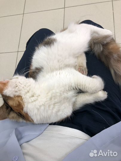 Котёнок в дар