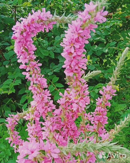 Цветы многолетники