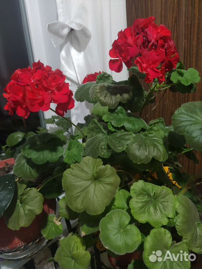 Герань пеларгония