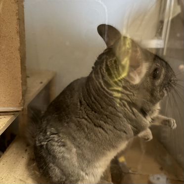 Шиншилла мальчик 1.5 года