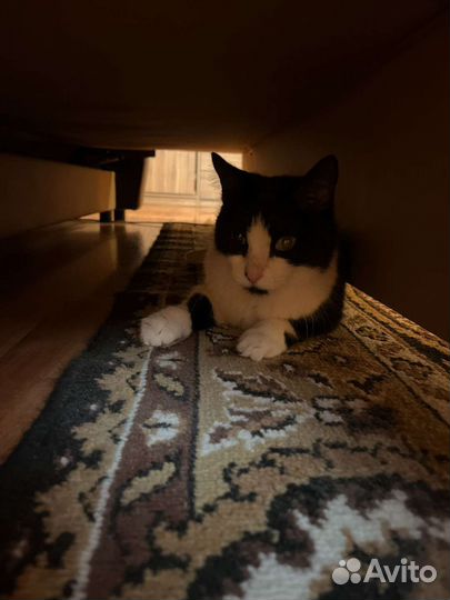 Кошка, попала в беду. Ищет дом