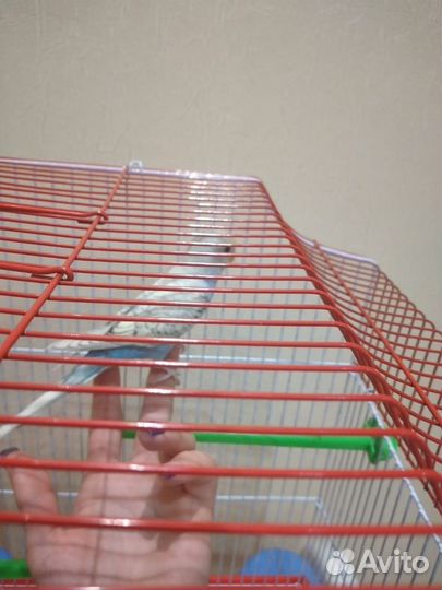 Волнистые попугаи с клеткой