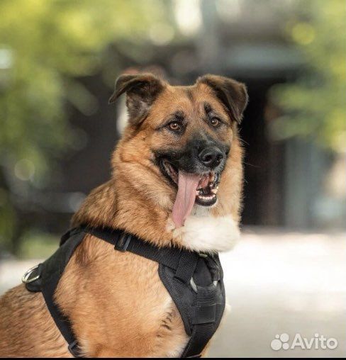 Собака в добрые руки