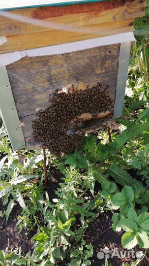 Пчелы с ульями