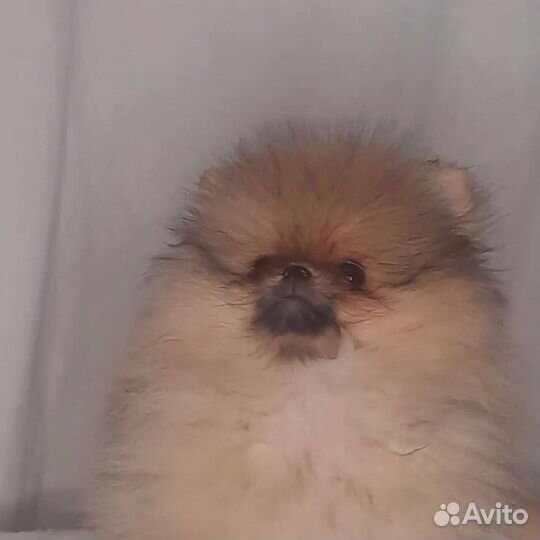 Малыши пушистики