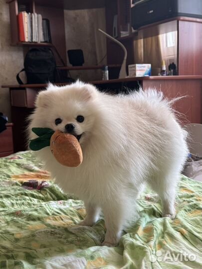 Померанский шпиц мини вязка